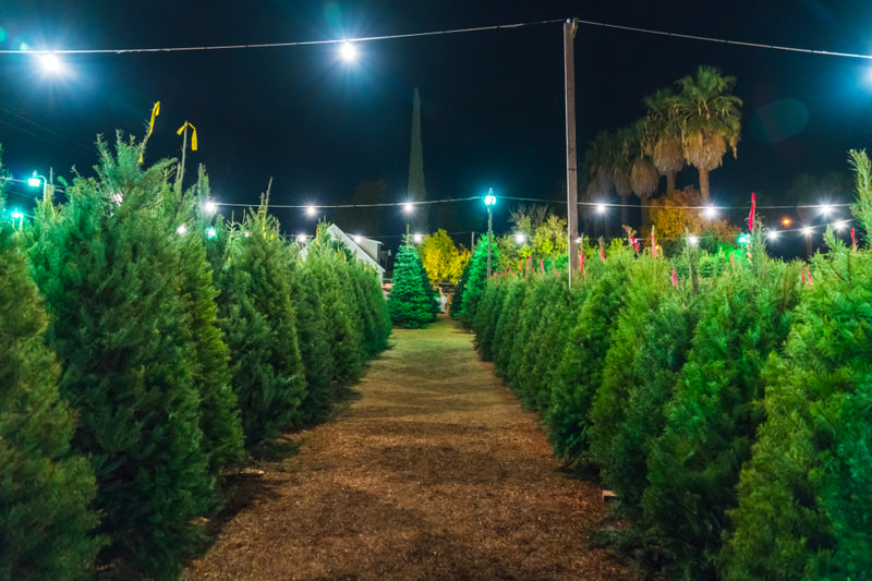 Christmas trees for sale