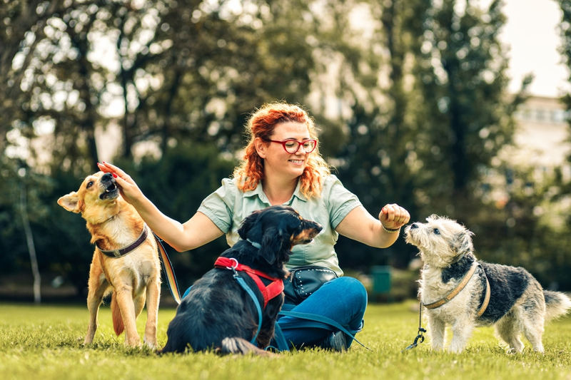Dog Walker